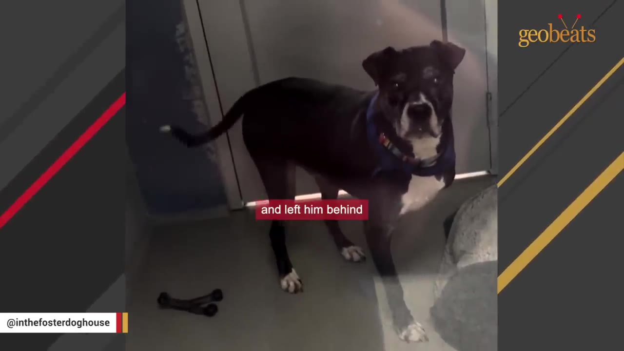 A black and white dog wearing a blue bandana stands indoors, looking directly at the camera with a sad expression.