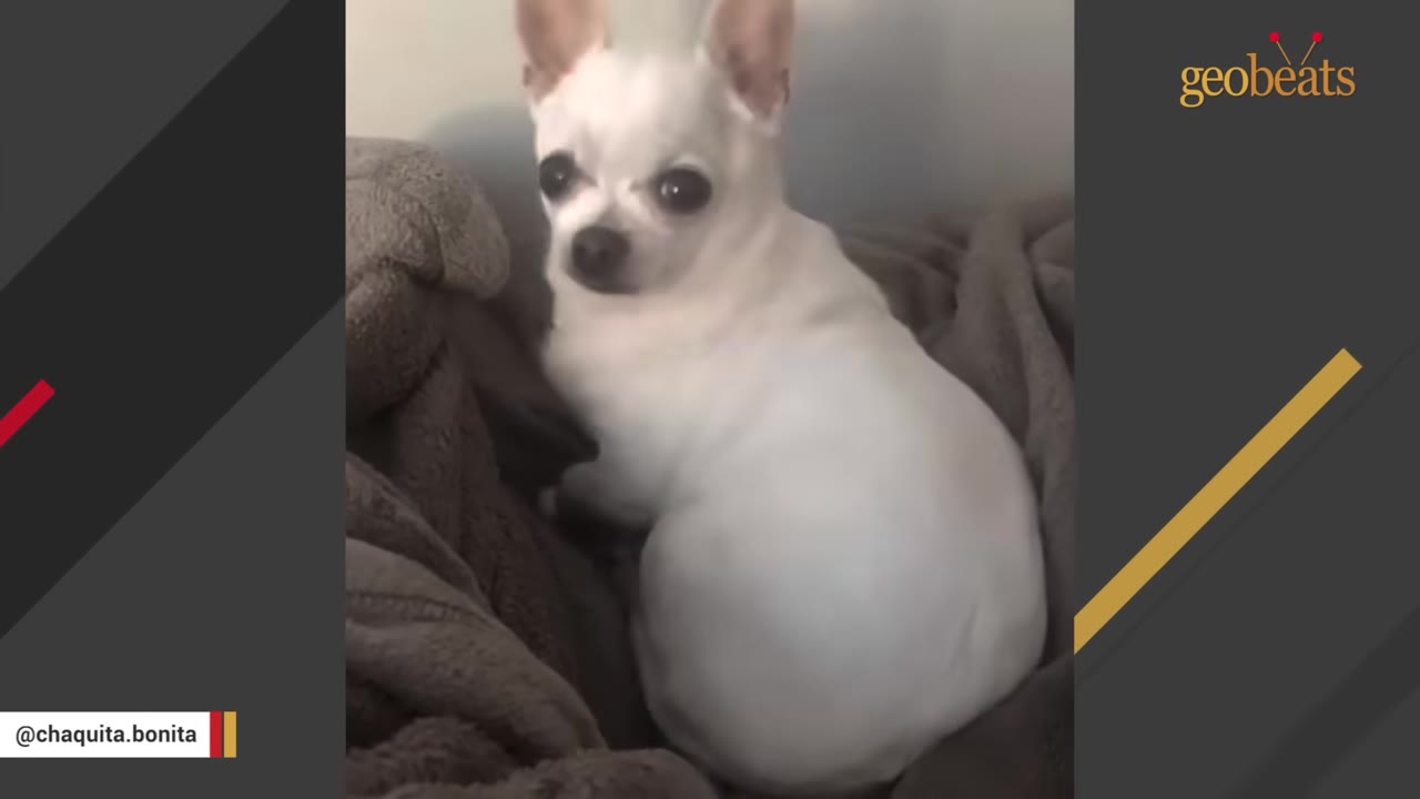 A small white Chihuahua with large dark eyes sitting on a soft grey blanket.