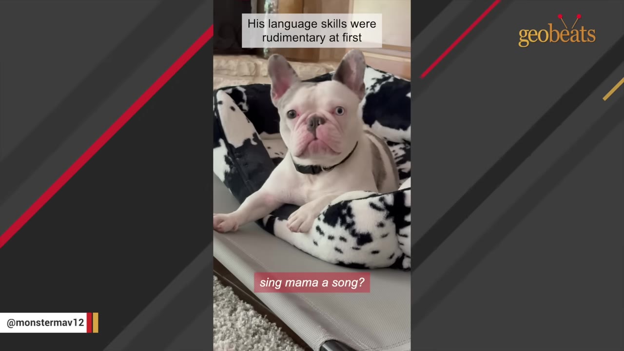 A light-colored French bulldog with a black collar sits in a black-and-white cow-print pet bed, looking directly forward with an attentive expression.