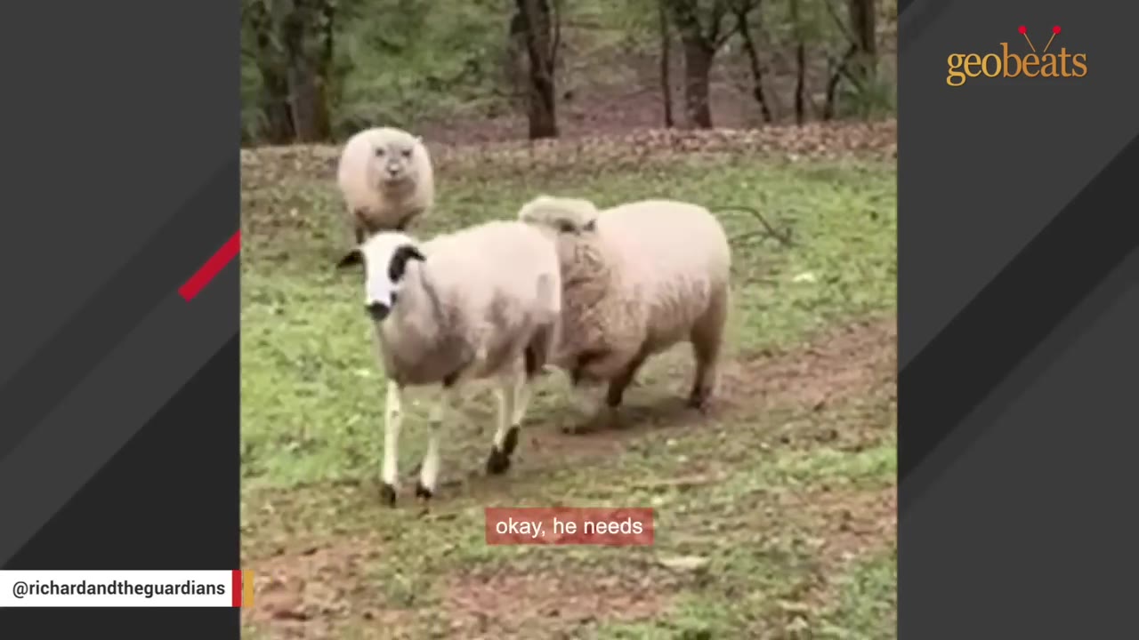 Three sheep walking together in a grassy field.