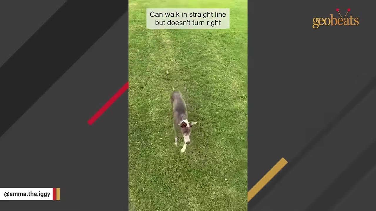 A grey and white Italian Greyhound walks forward on a green lawn.
