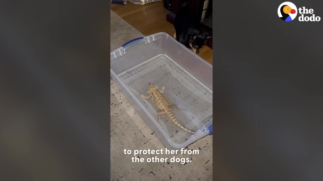 A small black dog peers into a clear plastic tub containing a bearded dragon on a carpeted floor.
