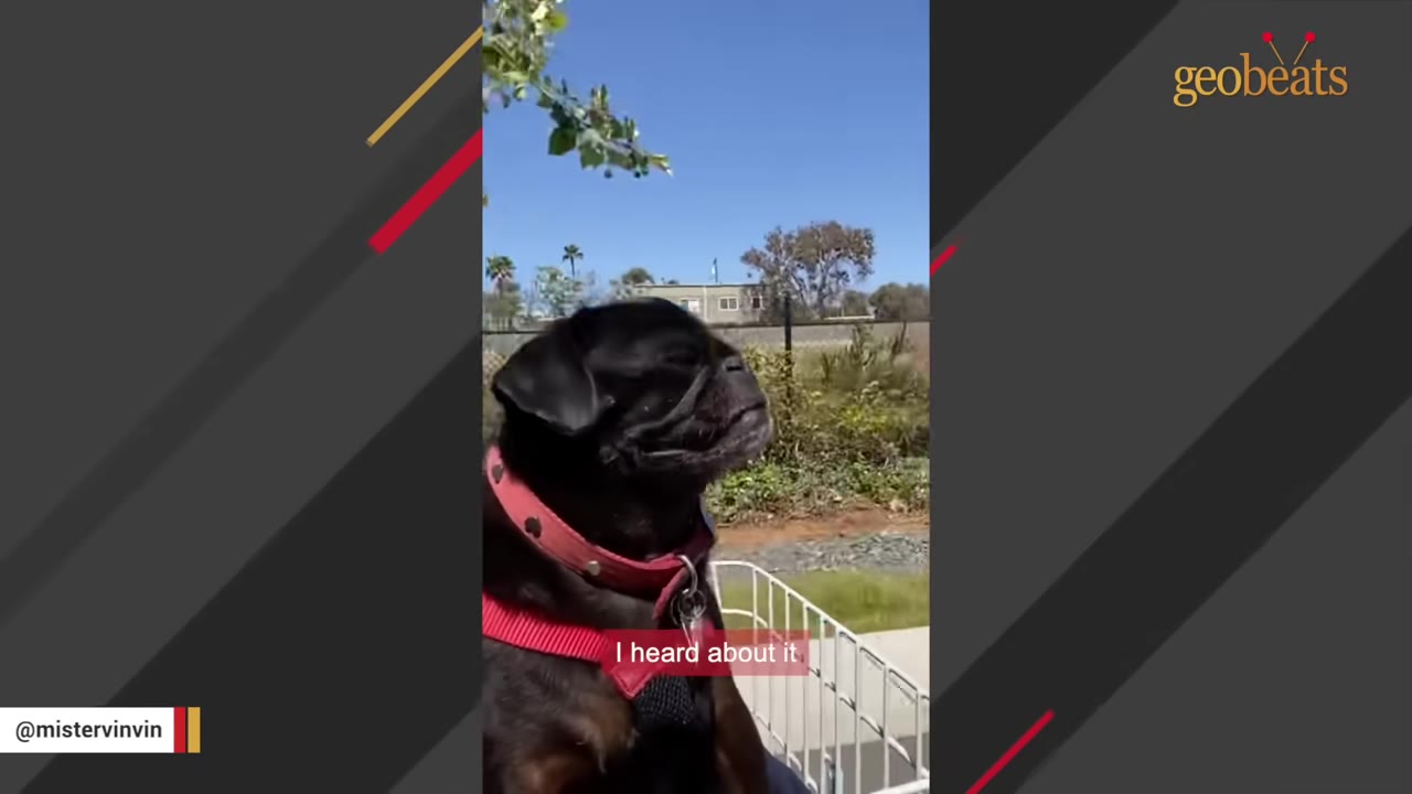 A black pug wearing a red harness looks up towards the sky outdoors, with a subtitle reading 'I heard about it'.