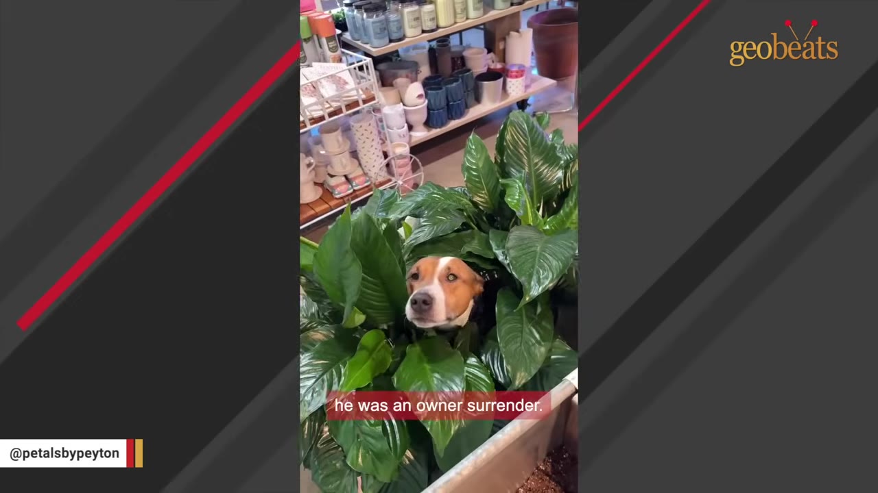 A close-up of a brown and white dog's face peeking out from among large green leaves of a potted plant.