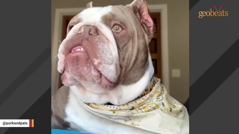 South Carolina Dog Found Under An Abandoned House Still Carries Clues From His Life Alone