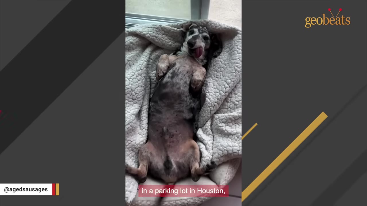 A small, senior dapple dachshund lying on his back on a fluffy white blanket, sticking his tongue out.