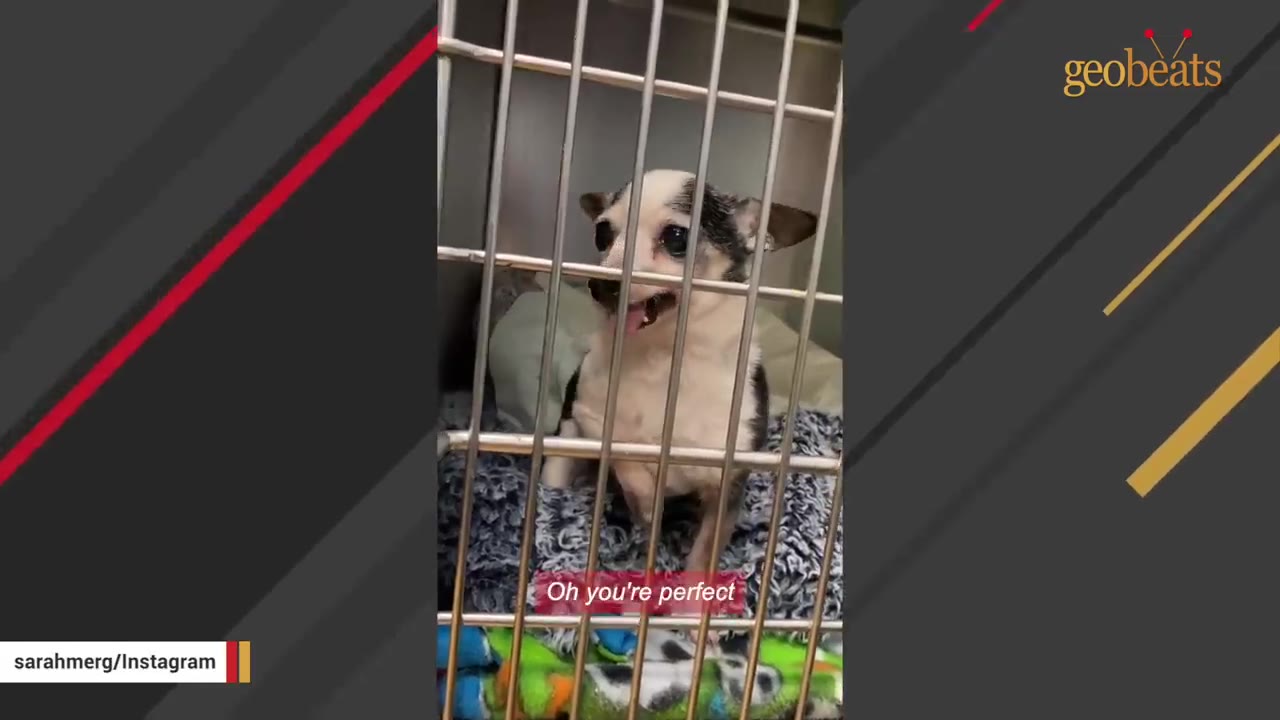 A small black and white Chihuahua sits inside a metal shelter cage, looking up with its tongue slightly out under a subtitle that reads 'Oh you're perfect'.