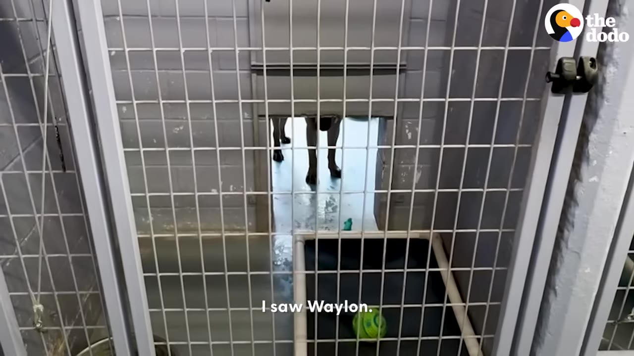 A view looking through the metal bars of a shelter kennel door, with a dog's legs visible in the background through a small opening.