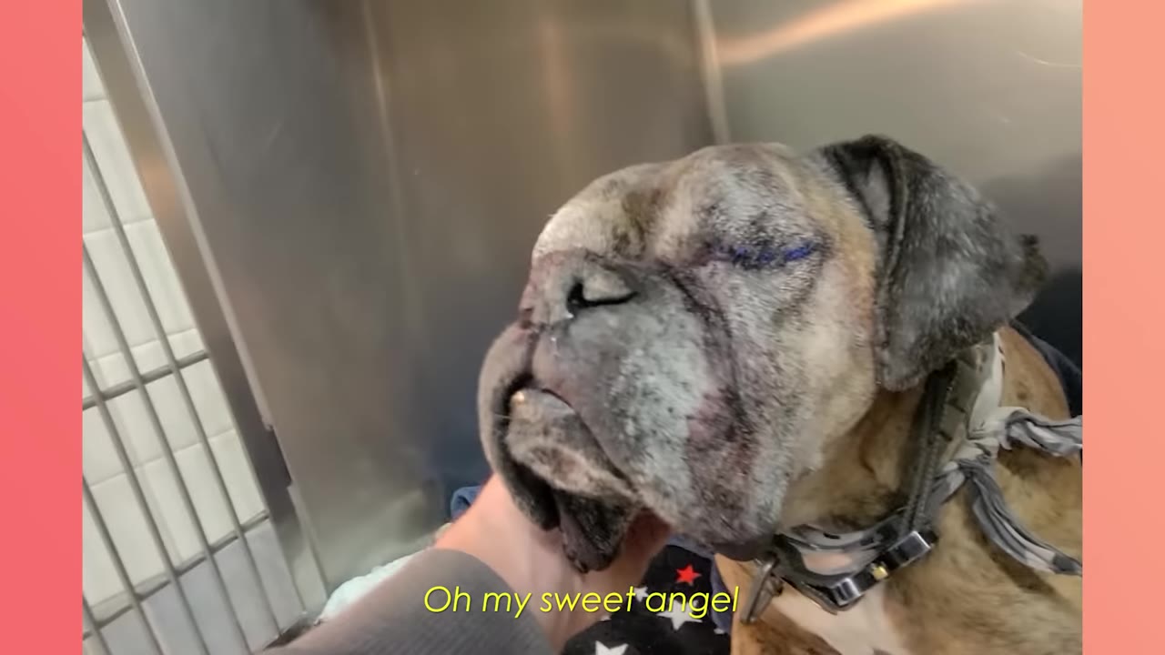 A close-up of a brindle boxer dog with stitched-closed eyes being gently cradled under the chin by a person's hand.