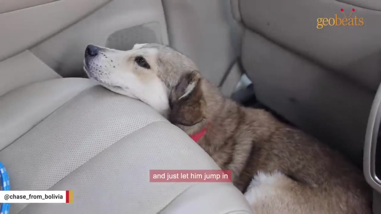 A light brown and white dog resting its head on a beige leather car seat inside a vehicle.