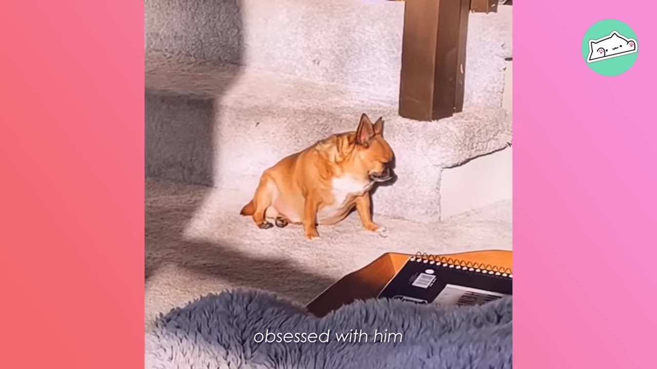 A small, tan Chihuahua with a round belly sits upright on a carpeted step in a patch of sunlight.