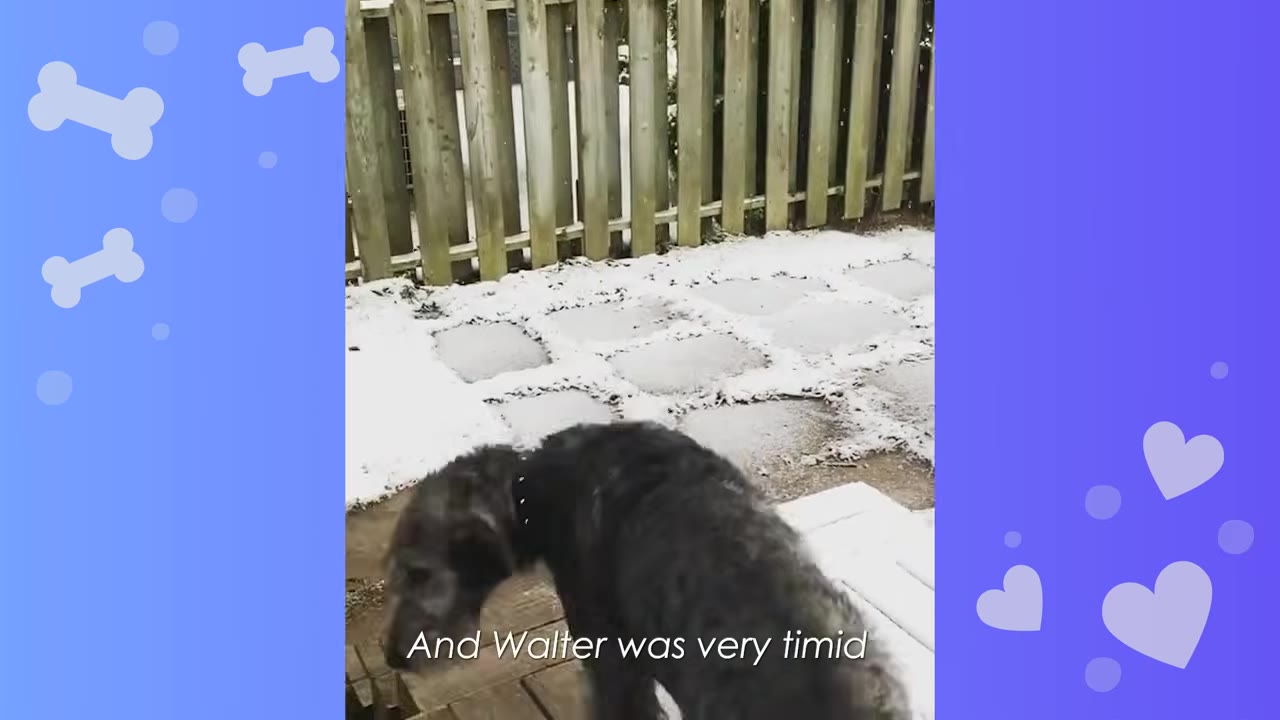 A black, scruffy dog stands outside on a snowy patio looking down, with text overlay reading 'And Walter was very timid'.