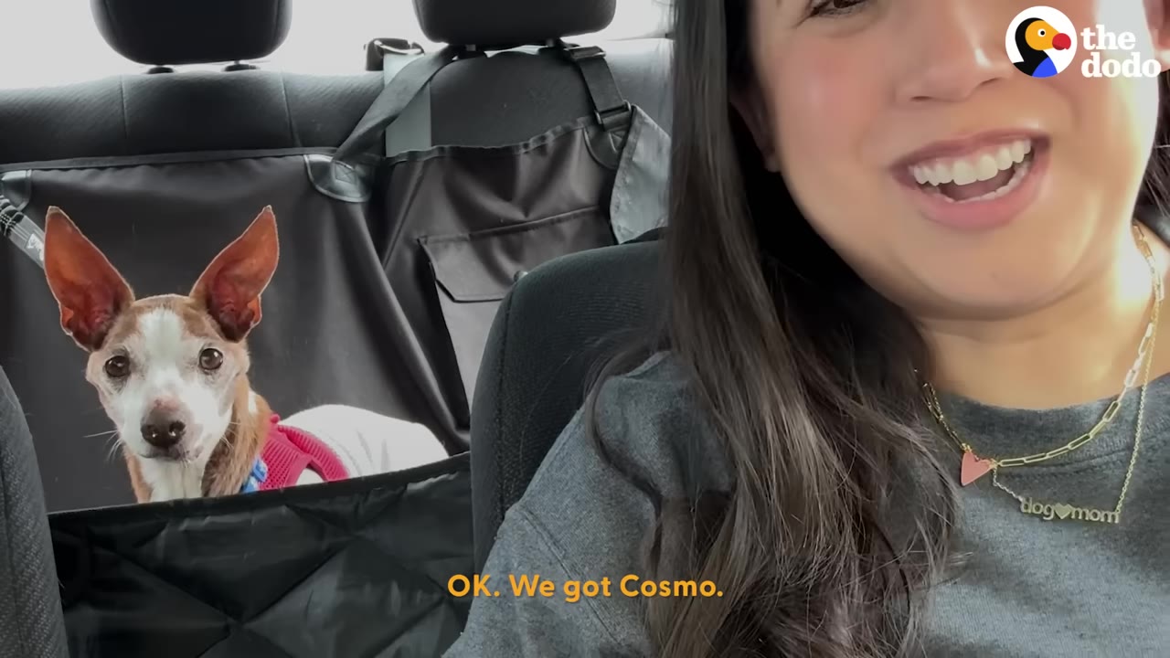 A small brown and white senior dog with large ears sits in a car seat protector in the back of a car, while a smiling woman in the foreground looks at the camera.