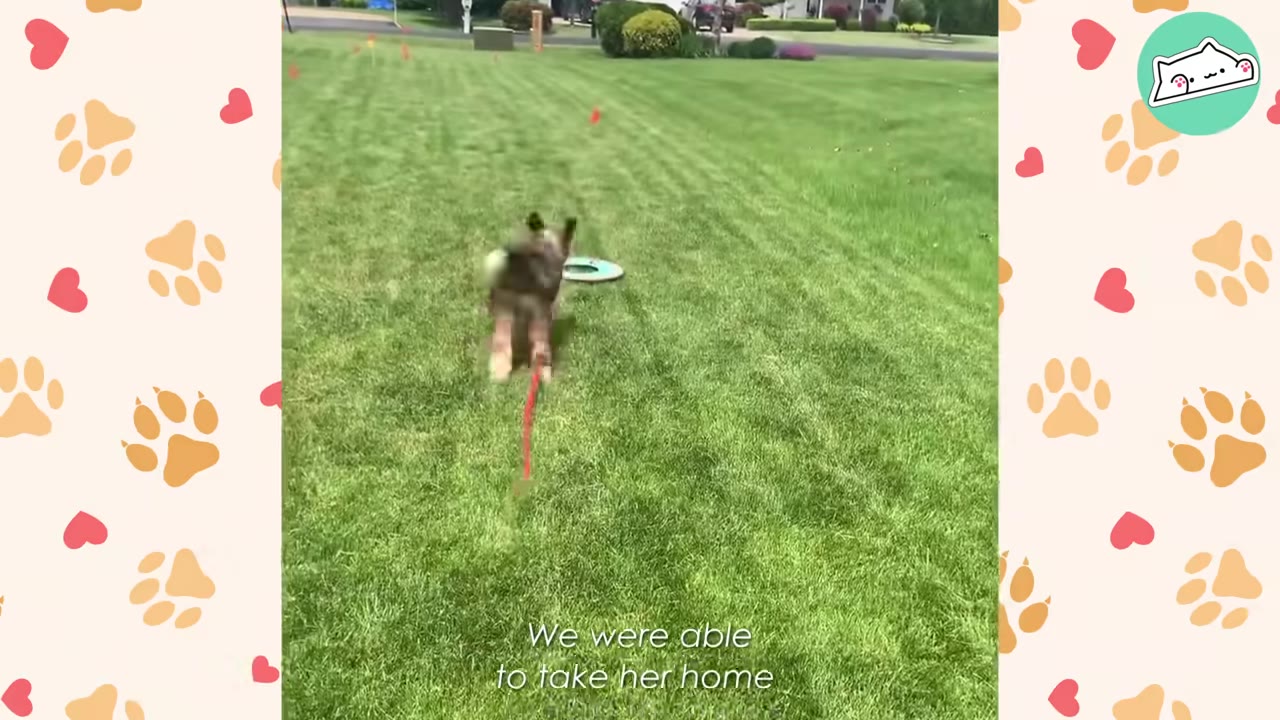 A small, fluffy puppy runs across a green lawn with a red leash trailing behind her.