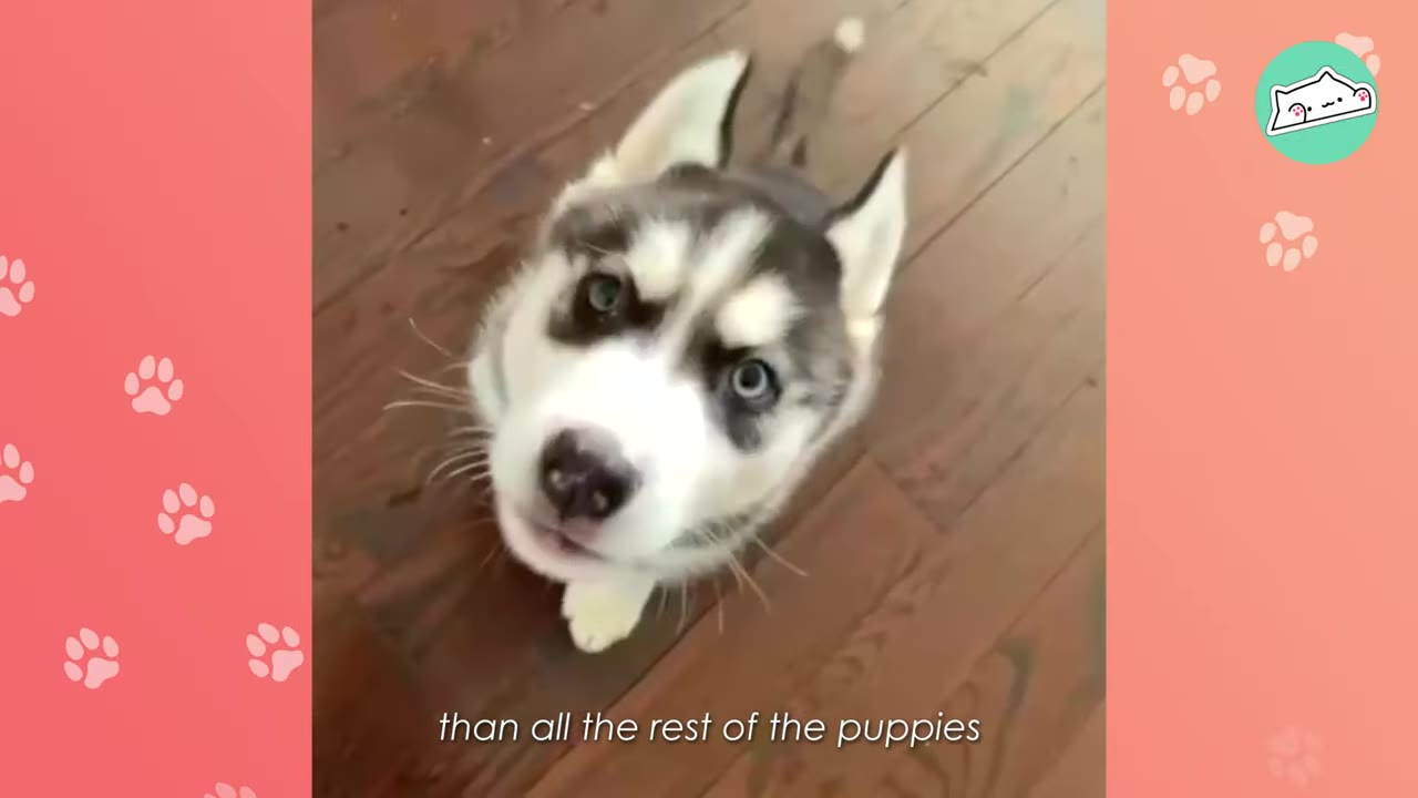 A close-up shot of a small husky puppy with striking blue eyes looking directly up at the camera on a wooden floor.