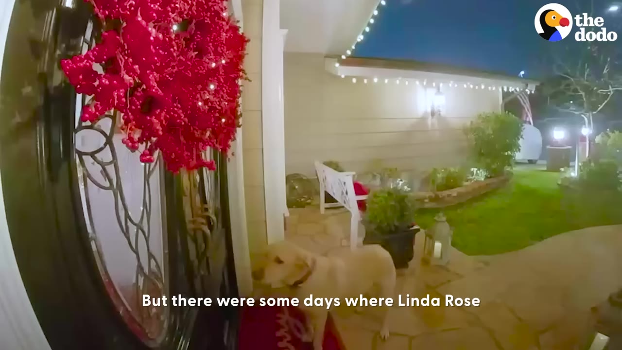 A golden dog stands on a front porch at night next to a door decorated with a large red wreath.