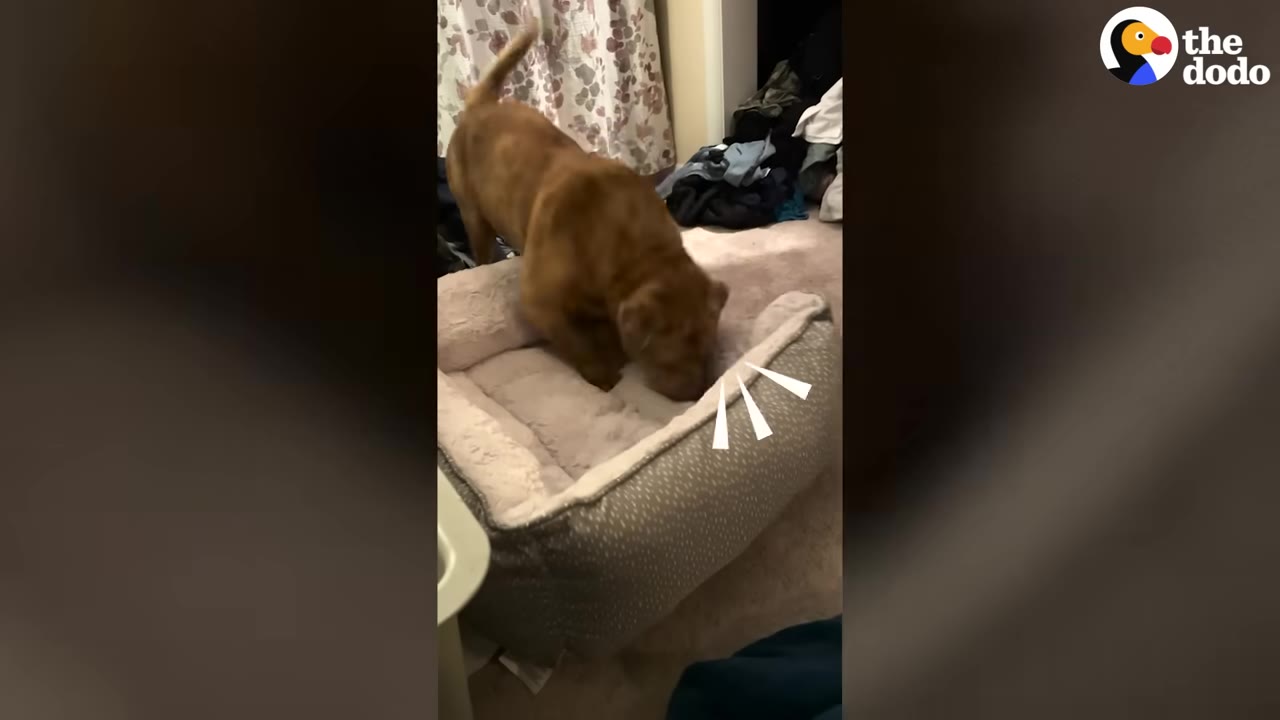 A brown dog tentatively steps into a plush, grey and white dog bed on a carpeted floor.