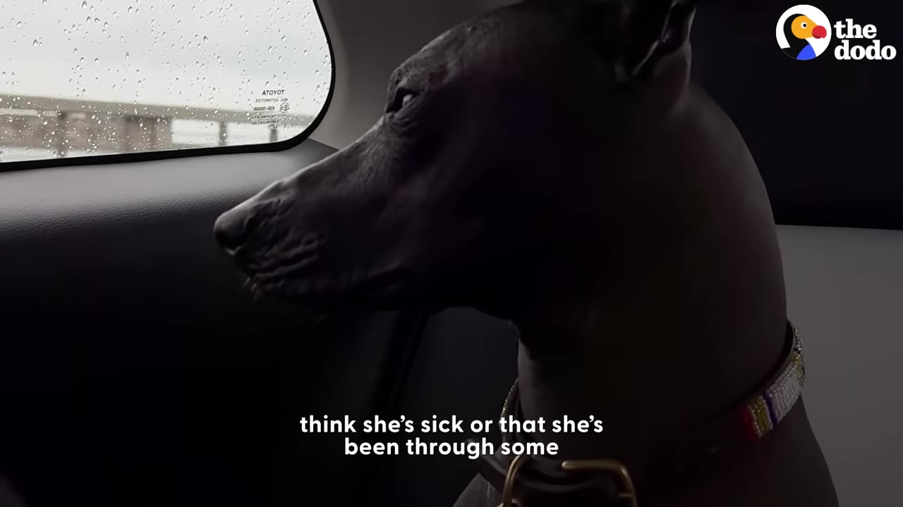 A hairless dog looking out of a car window on a rainy day, with text overlay reading 'think she's sick or that she's been through some'.