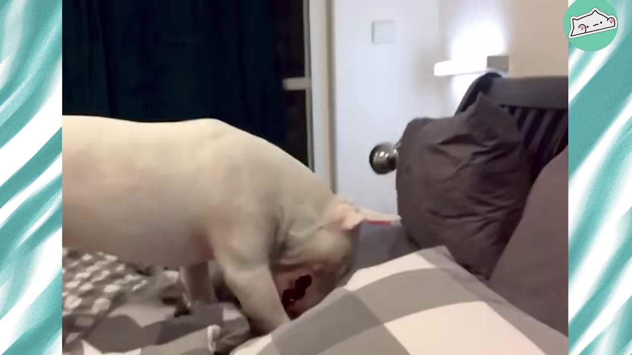 A white puppy sniffing and exploring a bed with grey and white bedding.