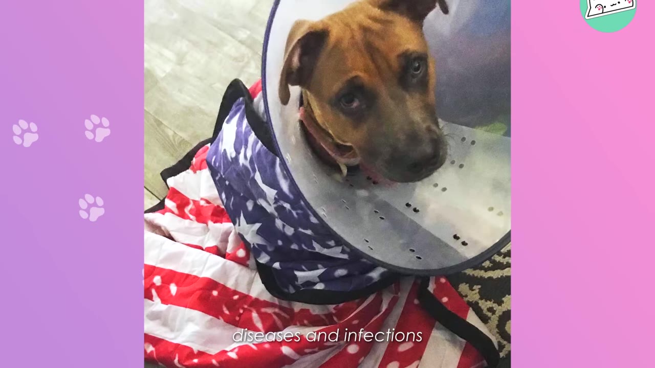 A brown puppy wearing a plastic medical cone sits on a red, white, and blue blanket.
