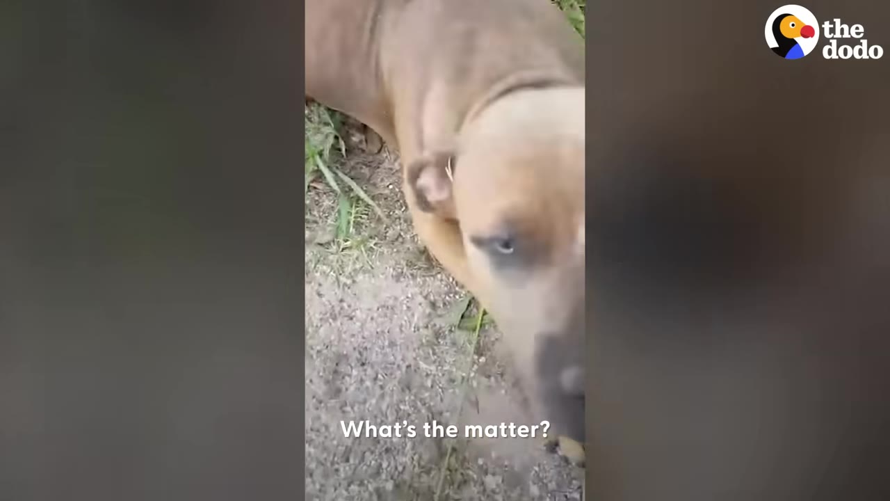 A close-up shot of a light brown dog lying on the ground, looking up with sad eyes, with the subtitle 'What's the matter?' at the bottom.