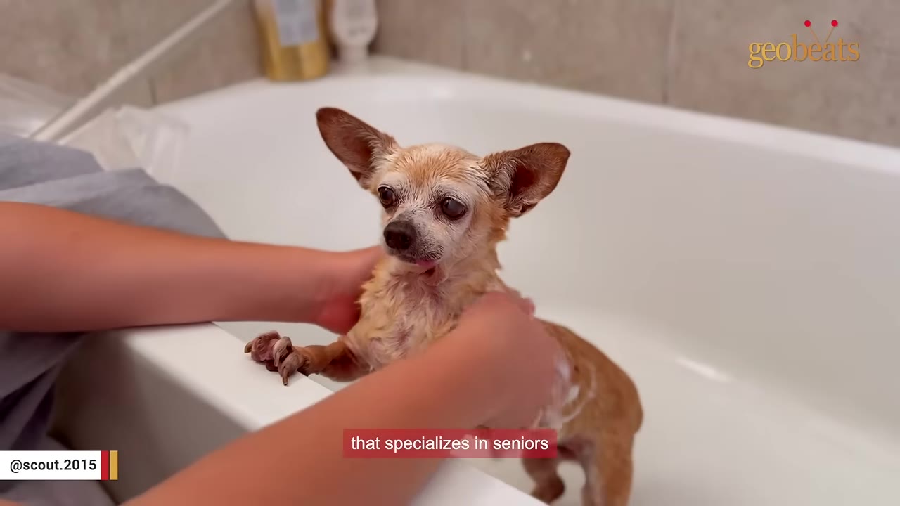 A small, senior tan Chihuahua stands in a white bathtub while being gently bathed by a person whose hands are visible, with a text overlay that reads 'that specializes in seniors'.