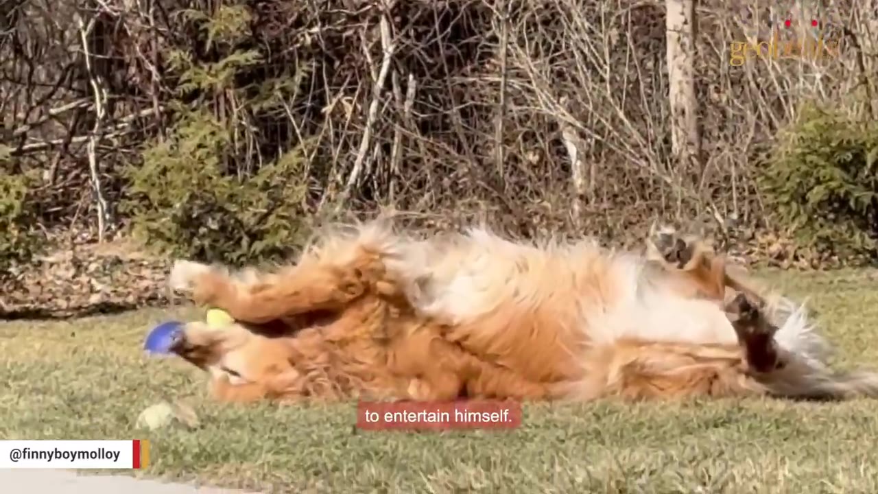 A golden retriever rolls on his back on a grassy lawn while holding a tennis ball in his mouth to entertain himself.