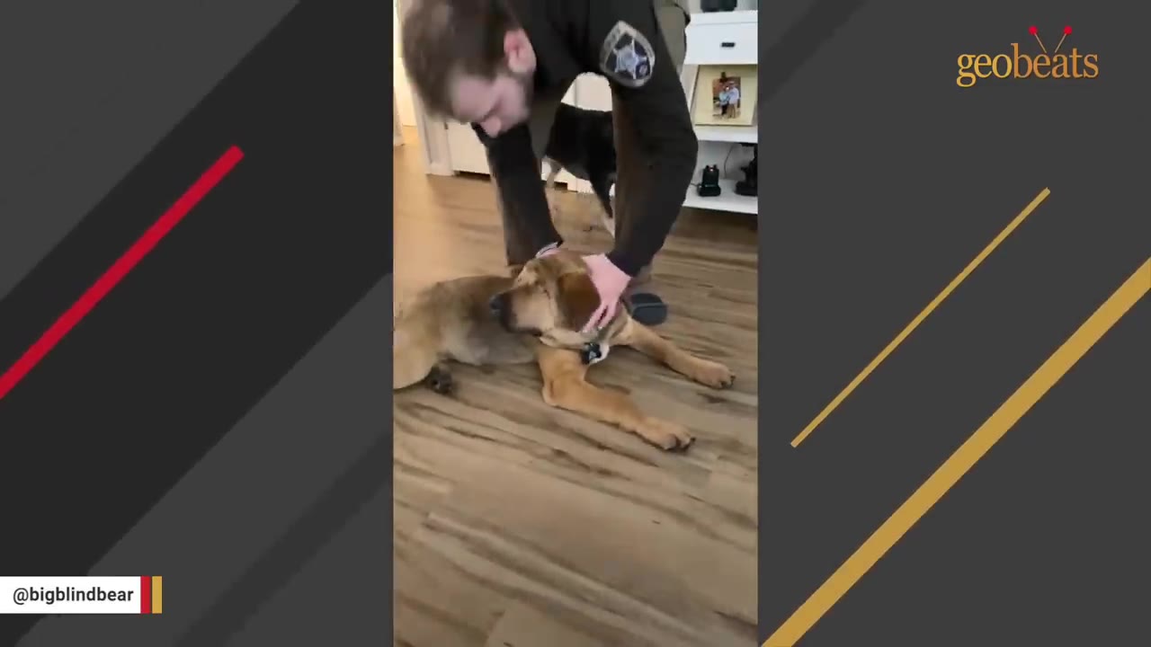 A man in a uniform with a patch on his sleeve gently pets a light brown dog lying on a wooden floor.