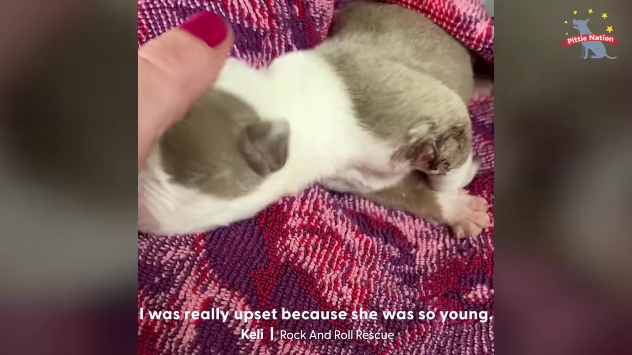 A close-up shot of a tiny brown and white puppy lying on a pink and purple patterned blanket, being gently petted by a hand with pink nail polish.
