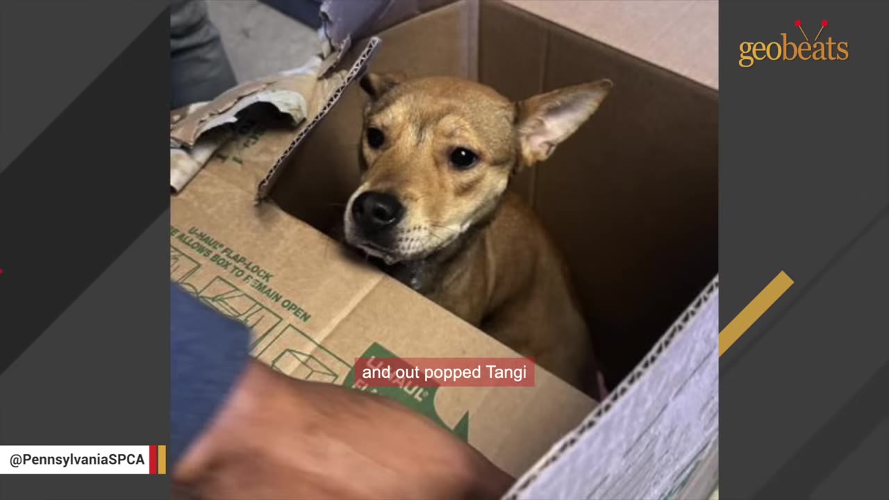 A small brown dog with pointed ears peeks out from an open cardboard box.
