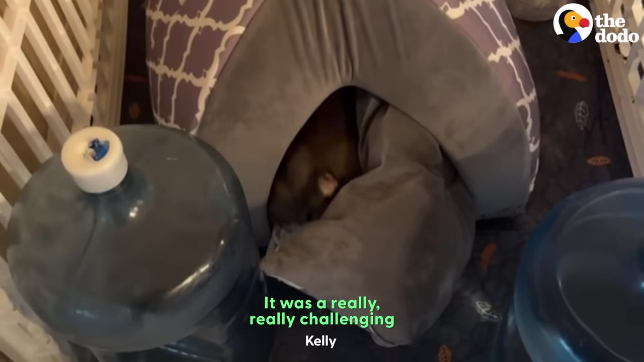 A dog hiding deep inside a grey covered pet bed, surrounded by large water jugs.