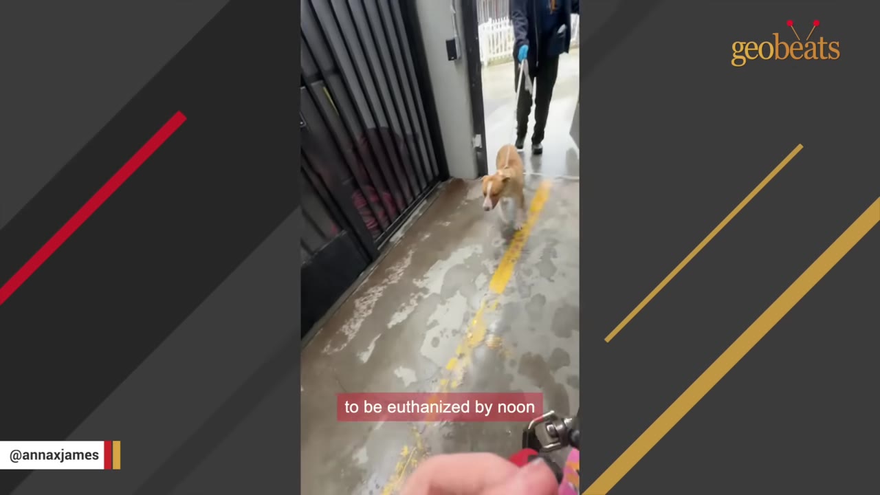 A tan and white dog is walked on a leash down a concrete hallway inside a shelter facility.