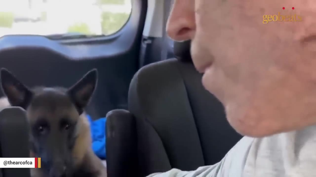 A close-up shot of a German Shepherd dog sitting in the back seat of a car, looking forward, with a person's profile visible in the foreground.