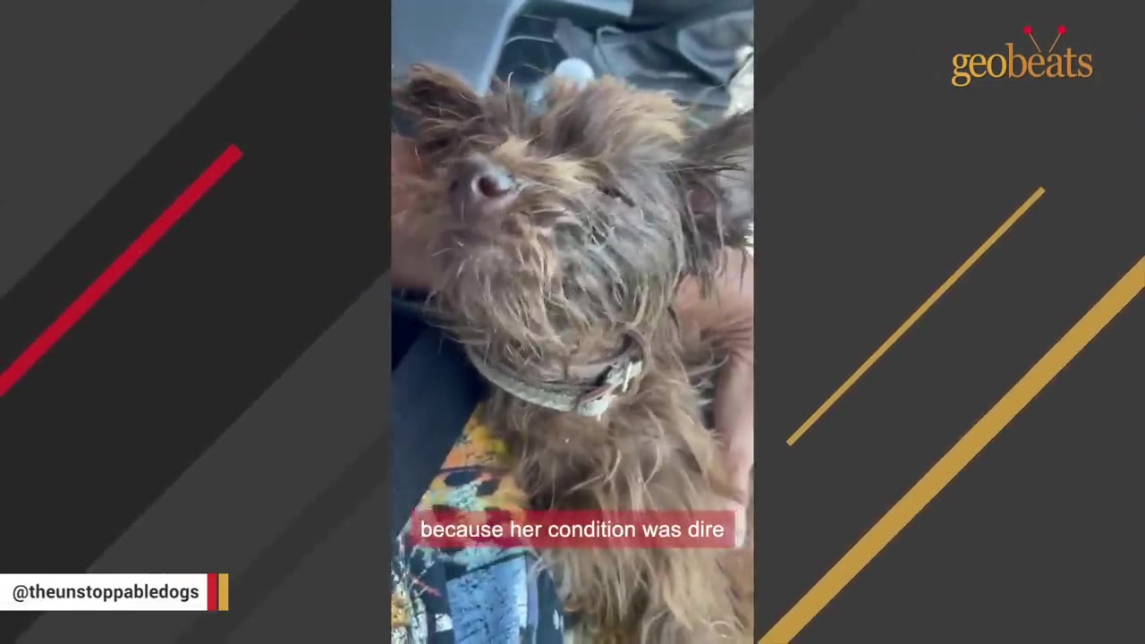 A small, scruffy brown dog with closed eyes is held in someone's lap inside a vehicle, with a subtitle reading 'because her condition was dire'.