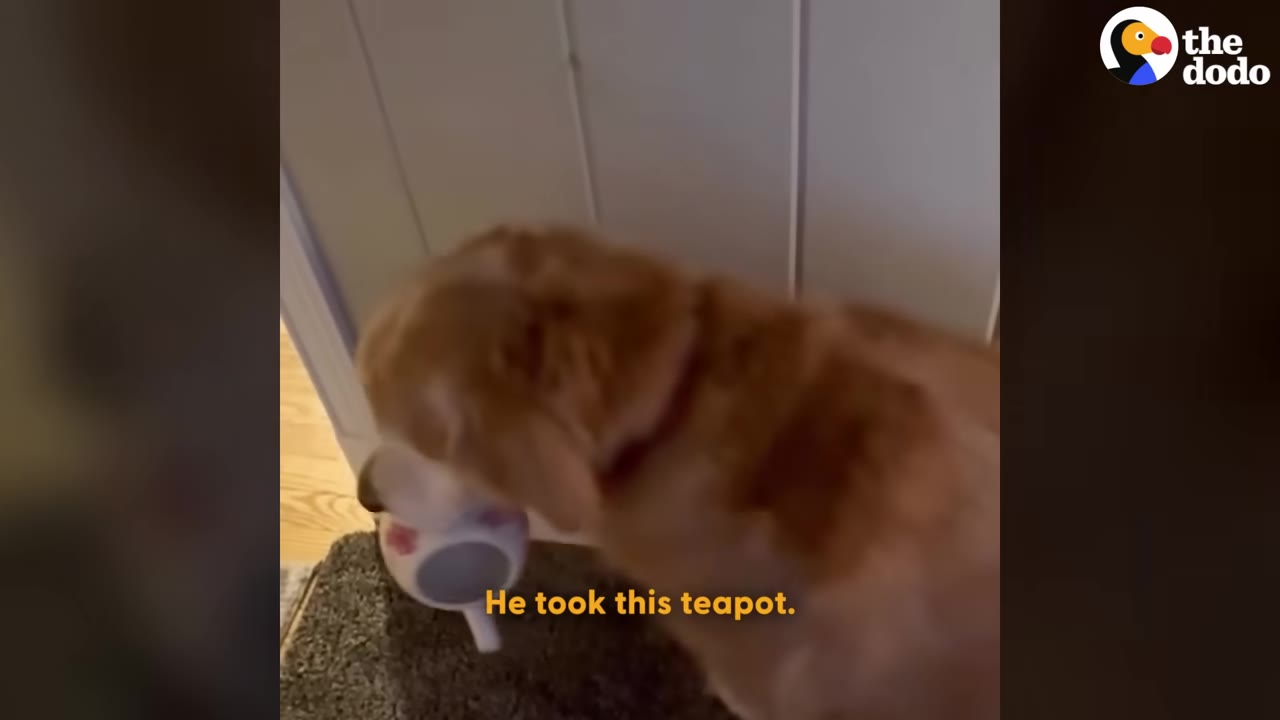 A golden retriever dog carrying a small teapot in its mouth.