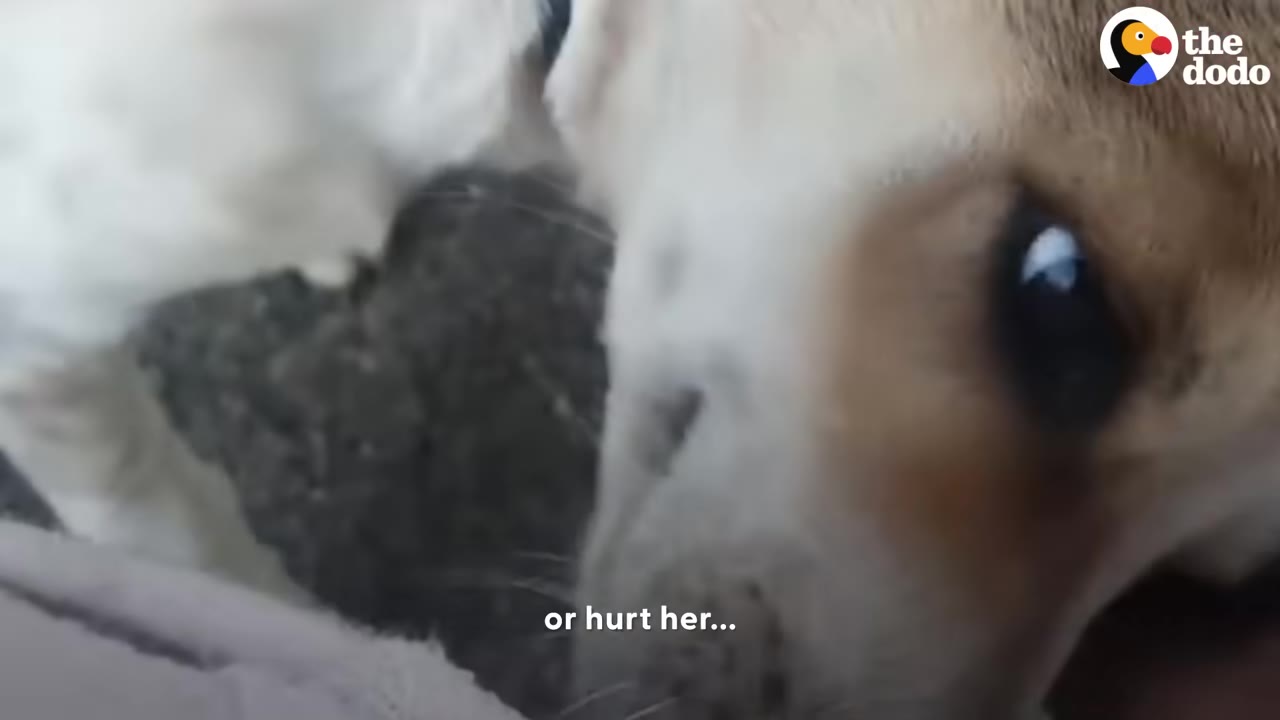 A close-up of a small white and brown dog looking up with wide, hesitant eyes as someone approaches.