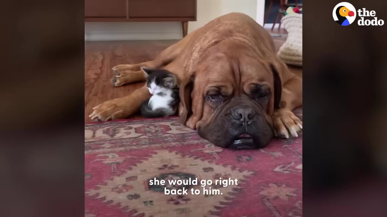 A large brown dog lies on a patterned rug with a tiny black and white kitten curled up asleep against its front leg.