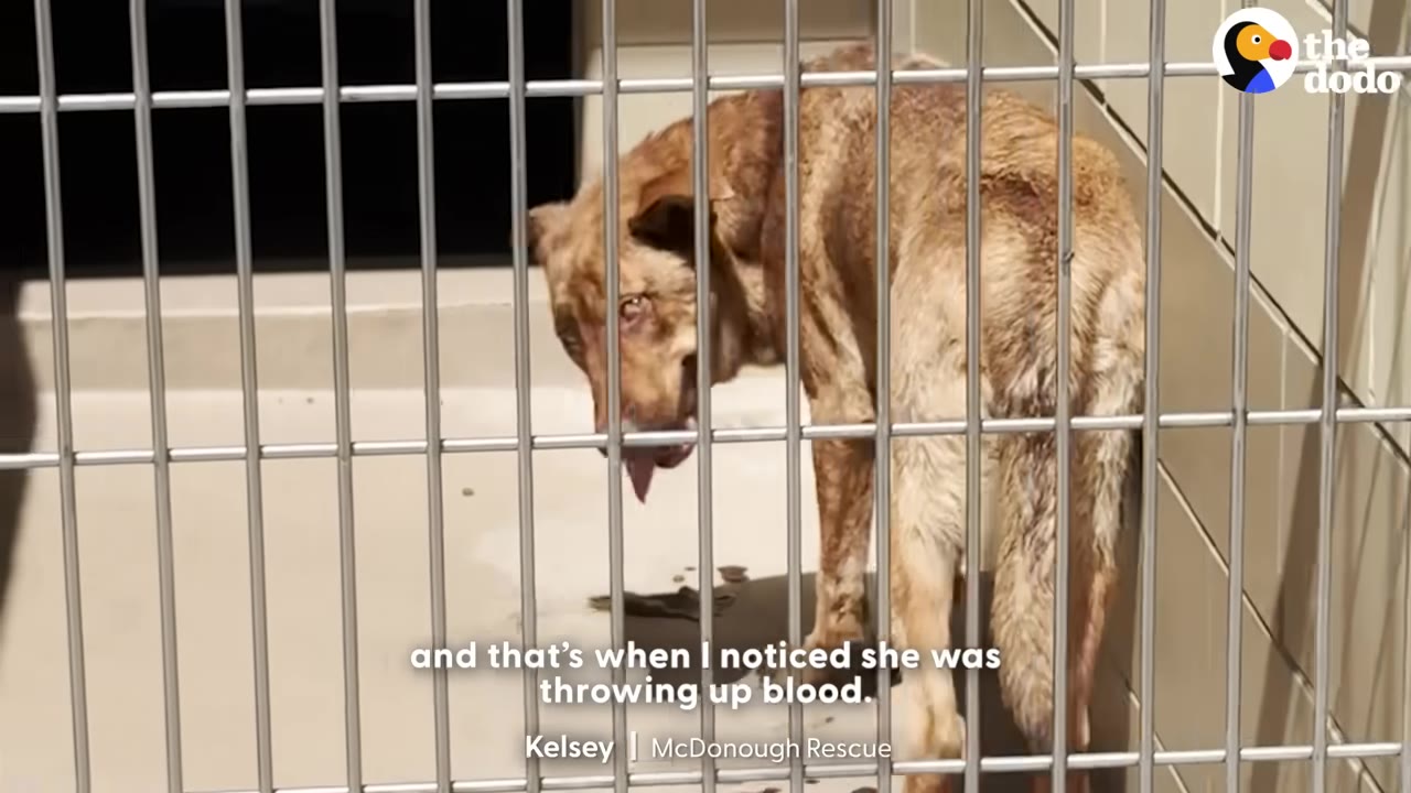 A thin, brown dog stands inside a metal kennel cage, looking weak and facing the camera.