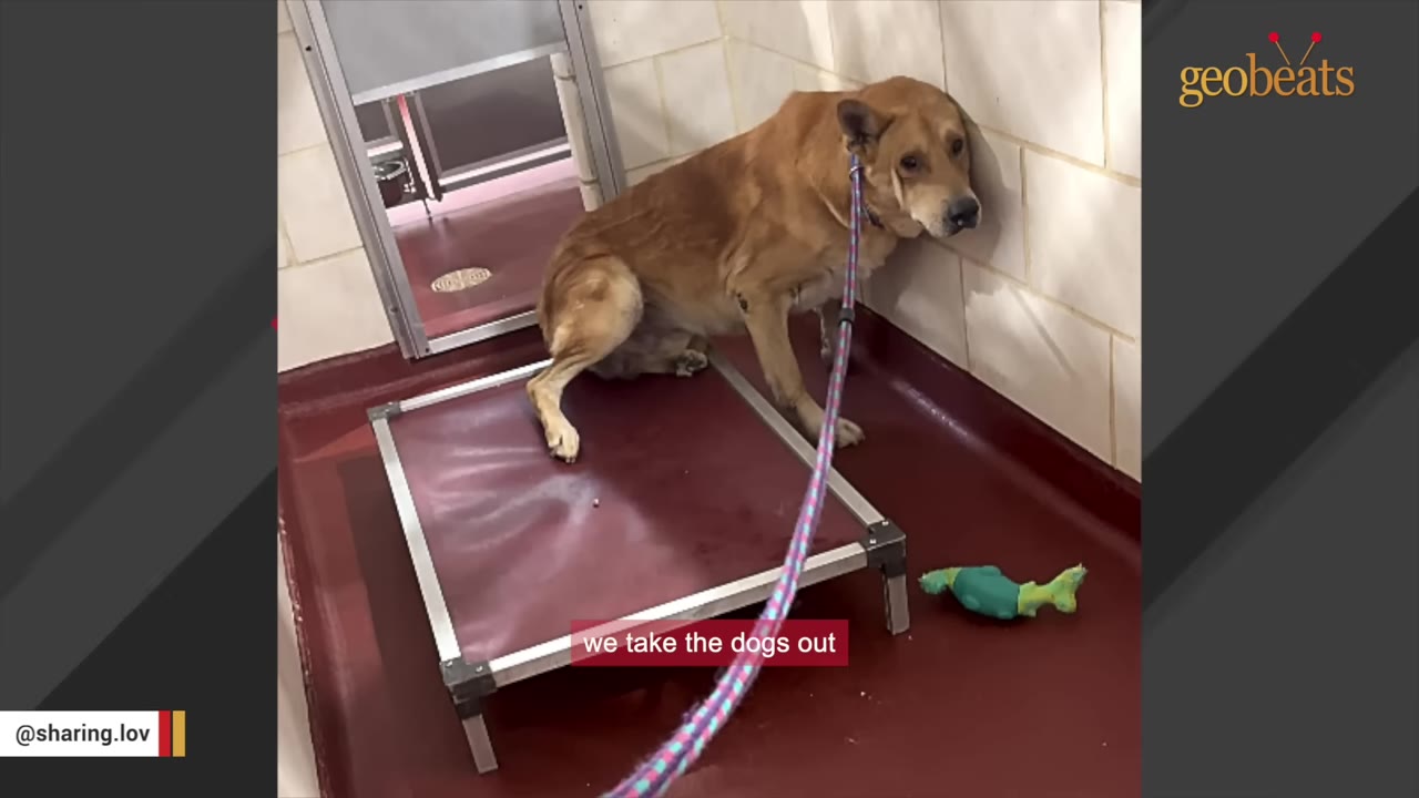 A tan dog in a shelter kennel presses its body against the tiled wall, resisting a leash that is being pulled to take it out.