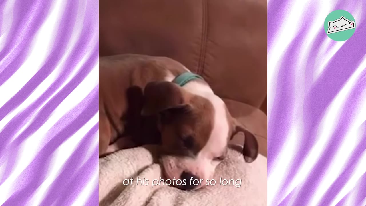 A small brown and white puppy sleeping on a light-colored blanket on a brown couch.