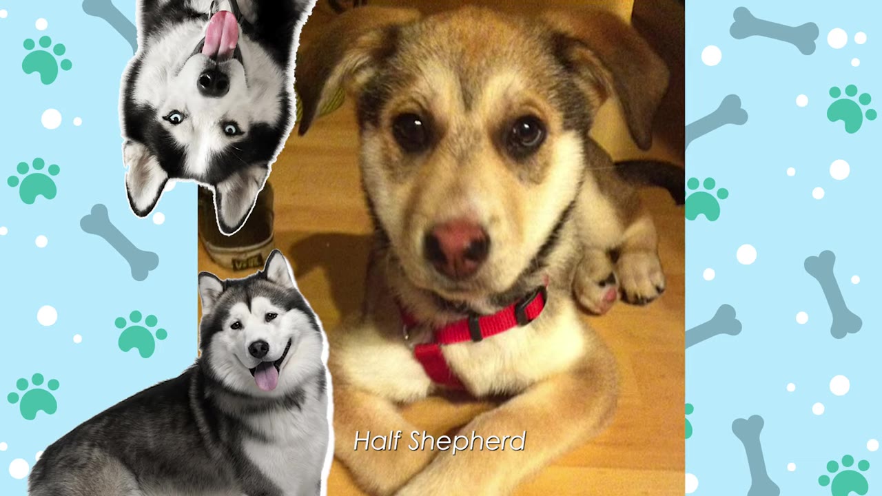 A puppy with floppy ears and a red collar lies down, with graphics of two huskies on the left and the text 'Half Shepherd' at the bottom.