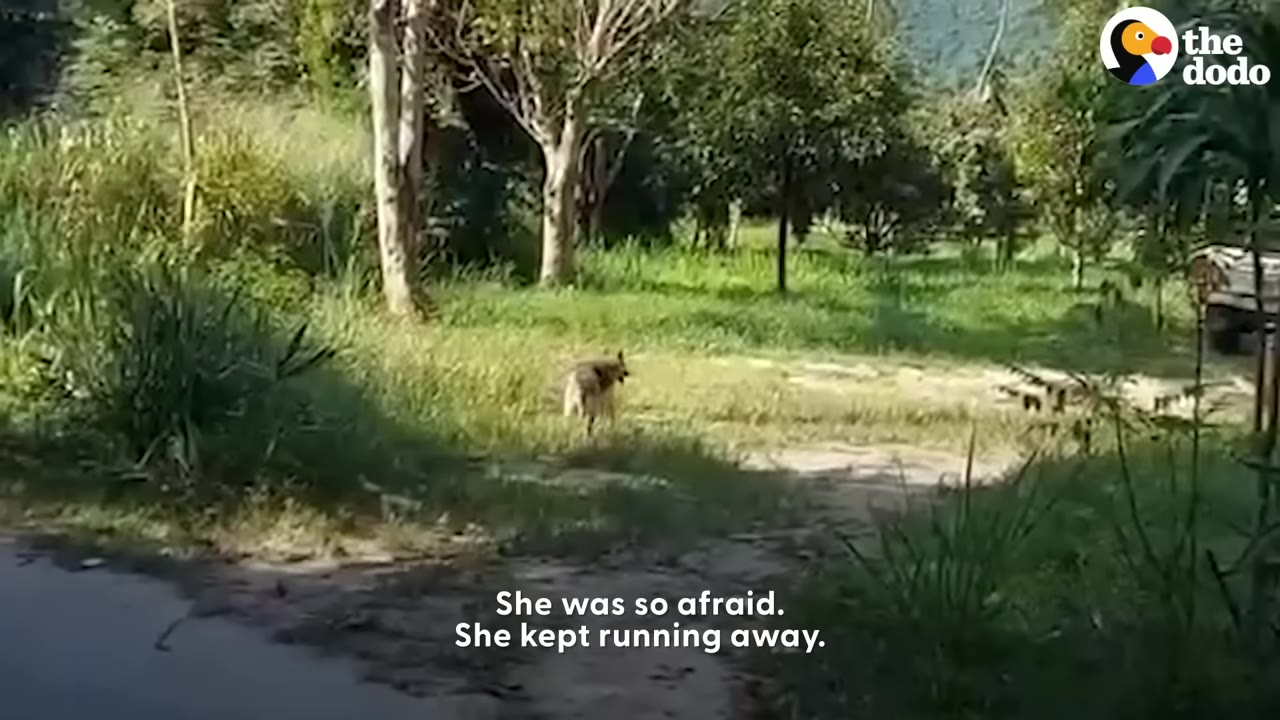 A dog runs away into a grassy field with trees in the background.