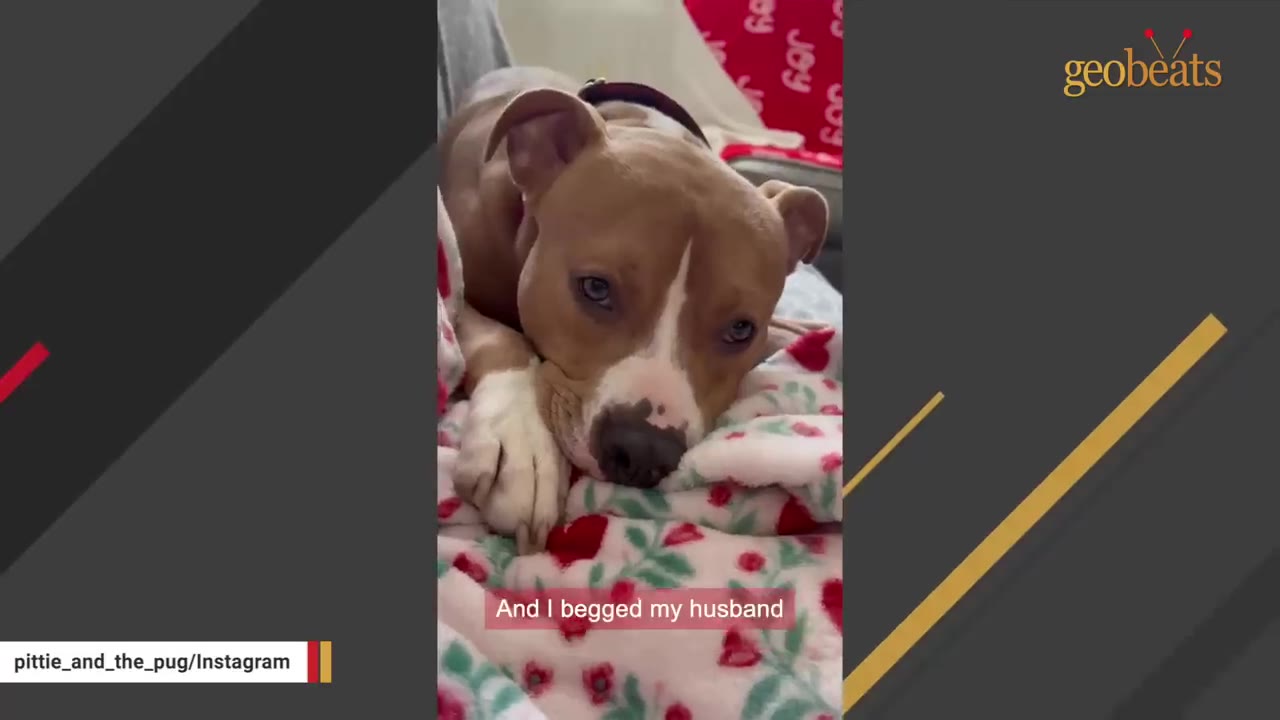 A brown and white dog with sad eyes lies on a white blanket patterned with red hearts and green leaves.