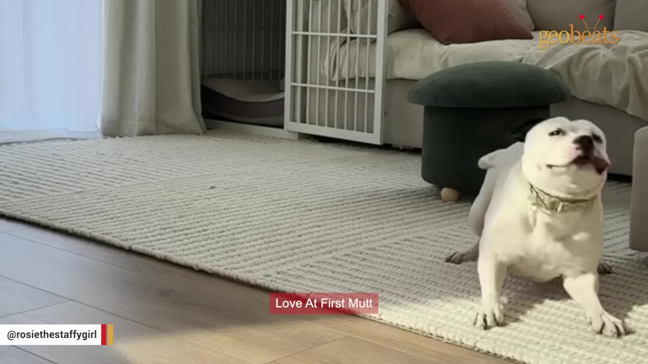 A white dog with black ears sits on a light-colored rug in a living room, with a text overlay that reads 'Love At First Mutt'.