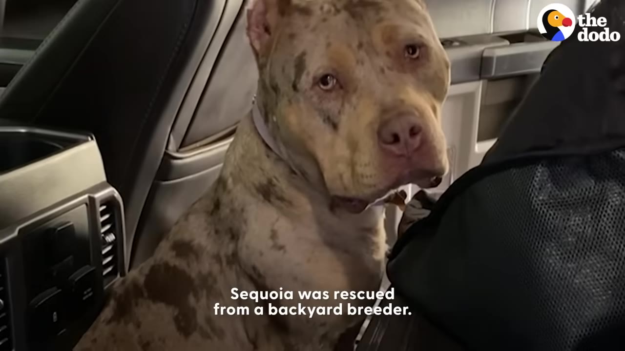 A tan and brown merle pit bull sits in the back seat of a car, looking directly at the camera with a sad expression.