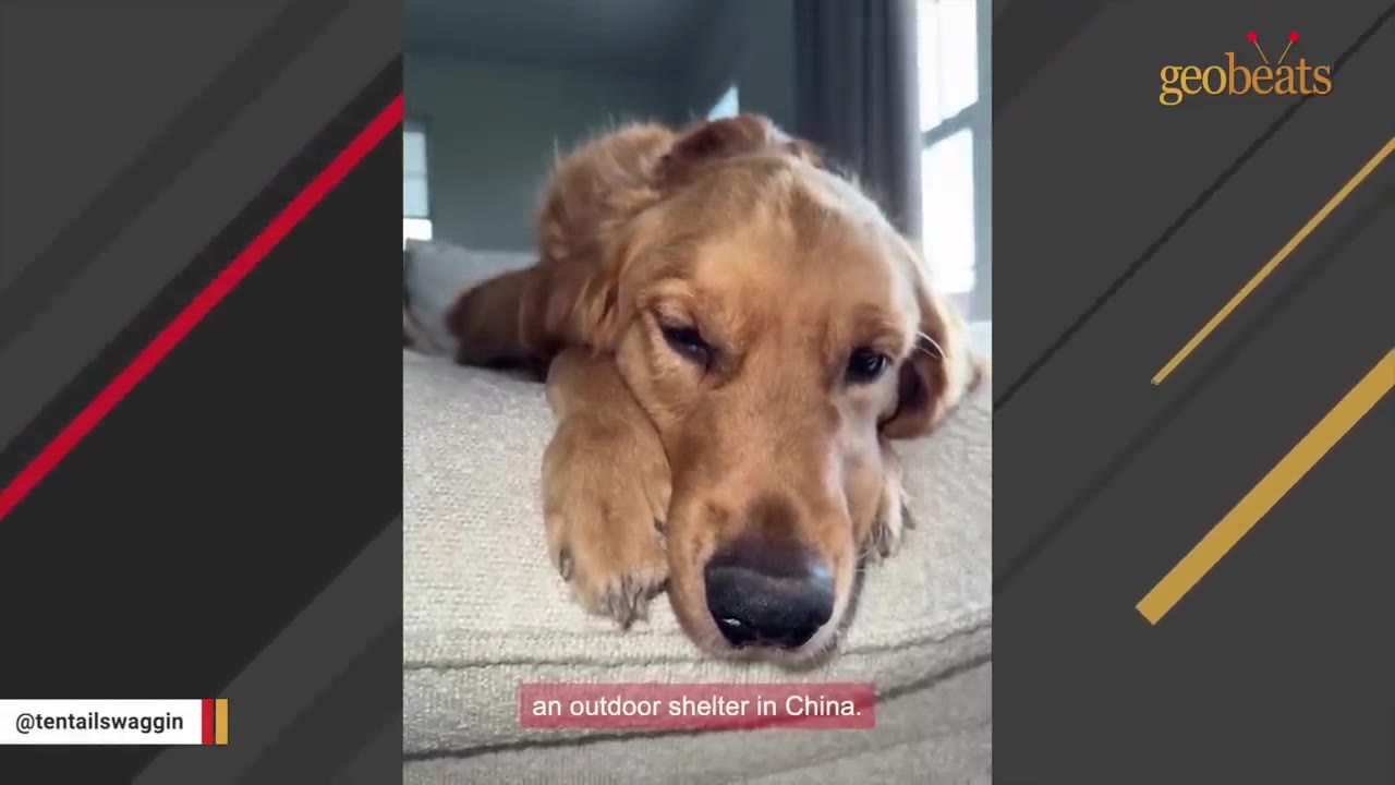 A close-up of a golden retriever resting its head on a light-colored couch cushion, looking sad.