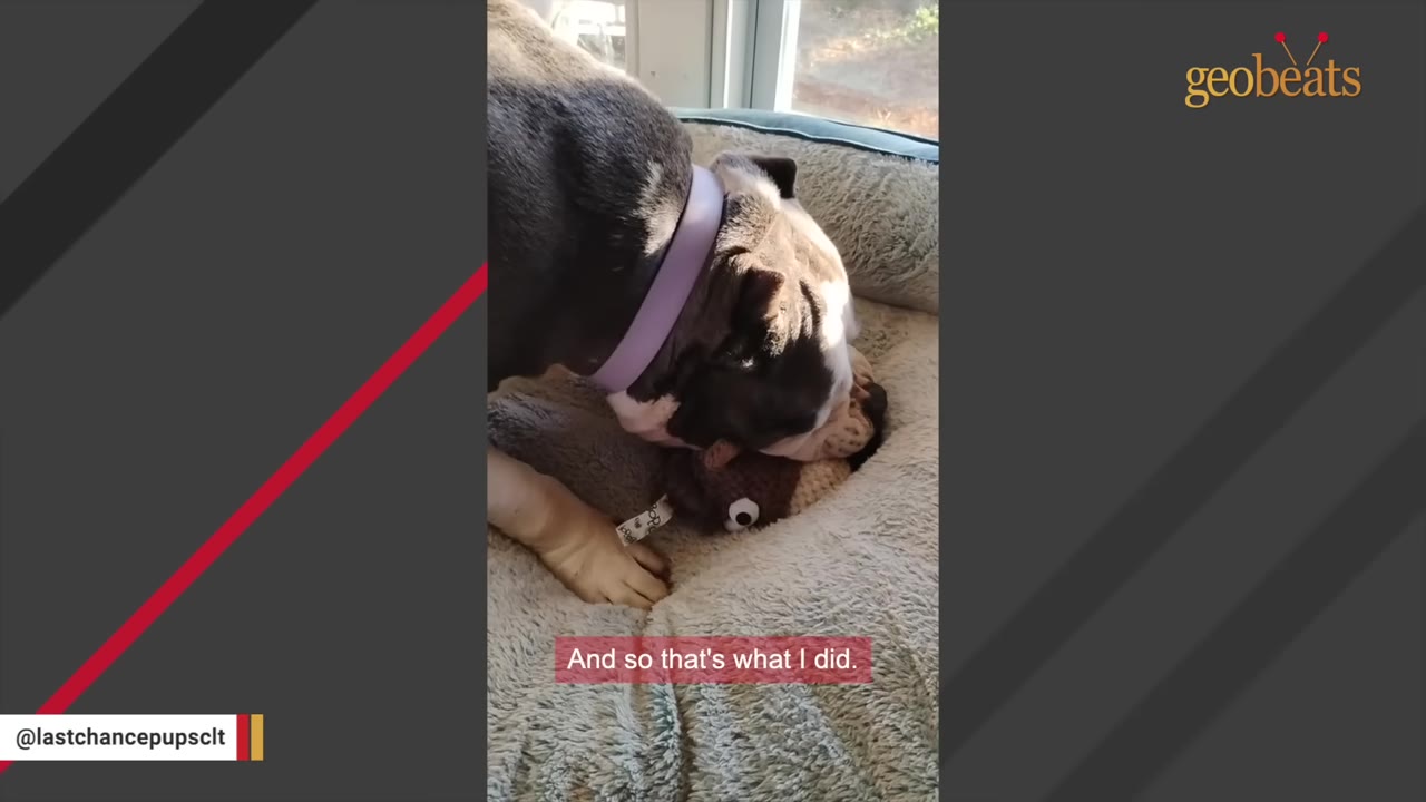 A black and white dog wearing a purple collar rests its head on a plush toy in a dog bed.
