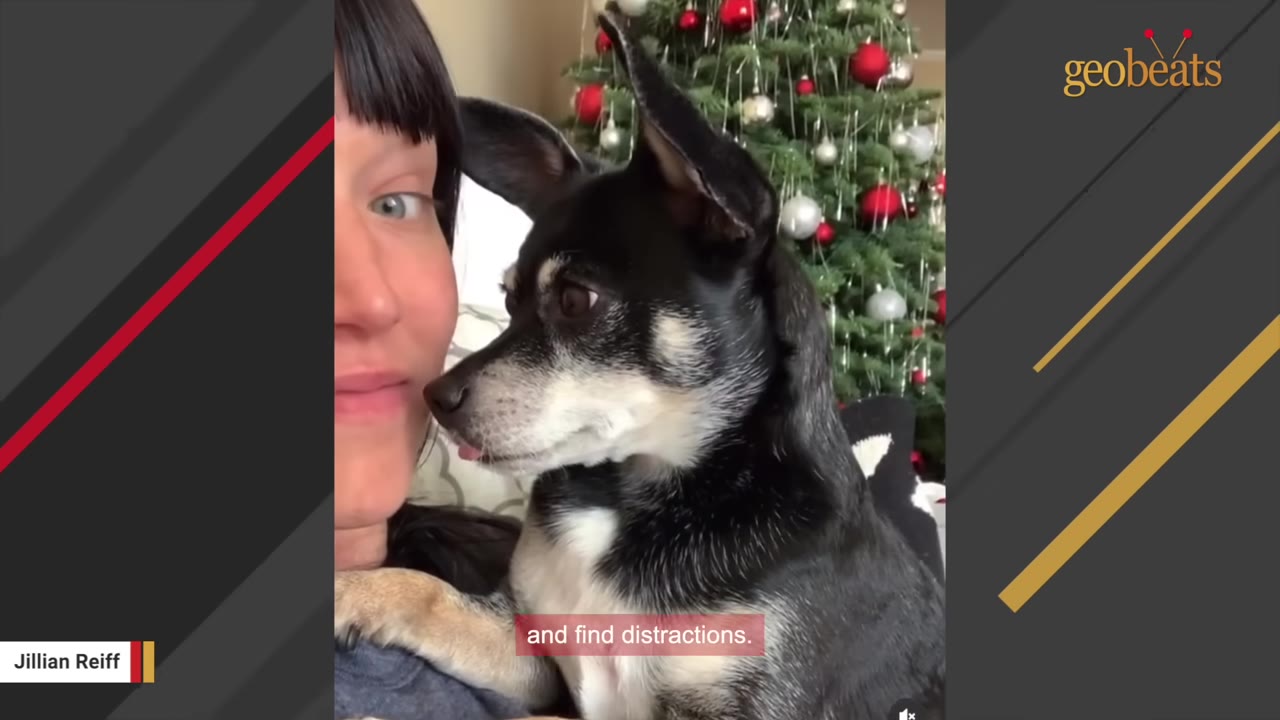 A close-up of a woman next to a small black and white dog, with a decorated Christmas tree in the background.