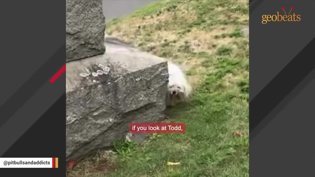 A small, fluffy white dog peeks out from behind a large grey stone monument in a grassy cemetery.