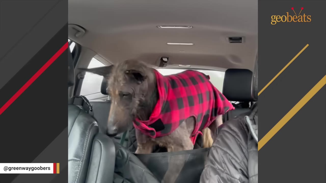 A brown, thin dog with large ears wearing a red and black plaid coat stands in the back seat of a car.